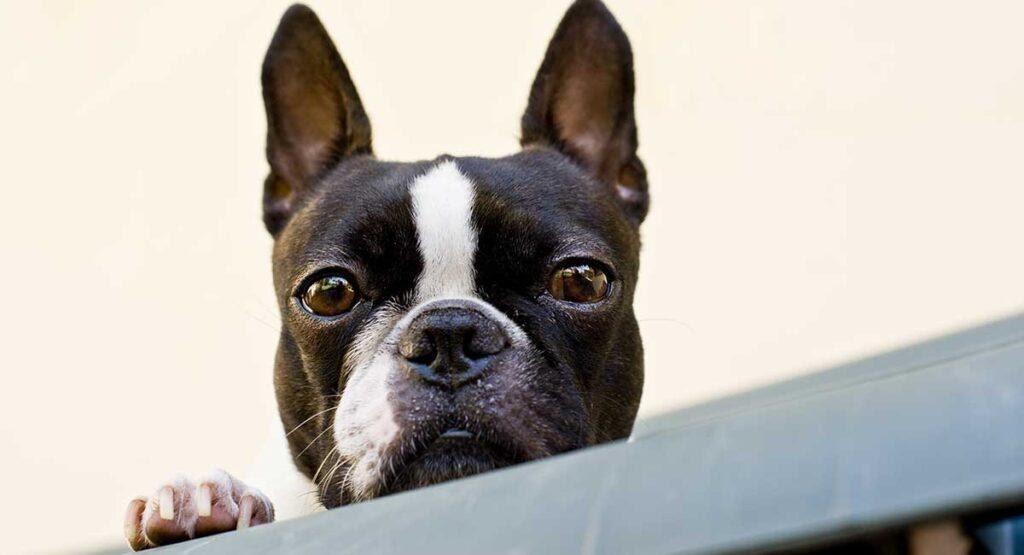 Four Friendliest Dog Breeds For Your Family