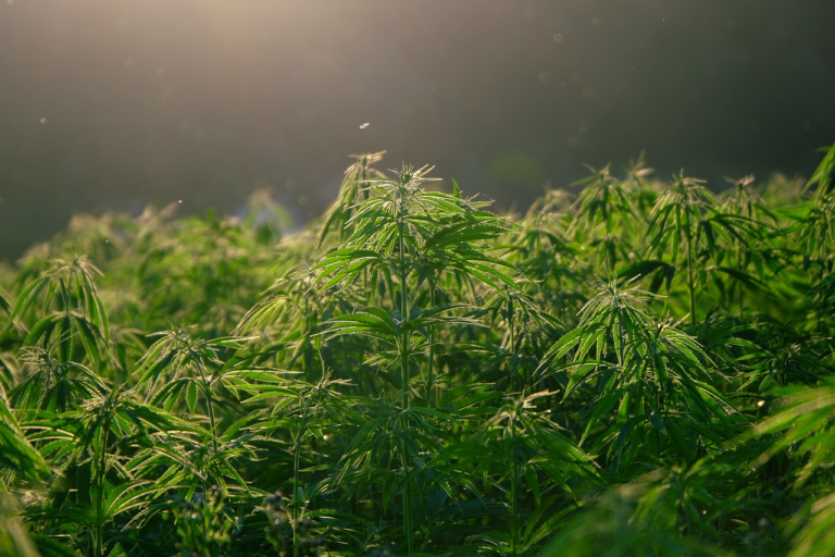 How Can You Save Money While Buying CBD Products?